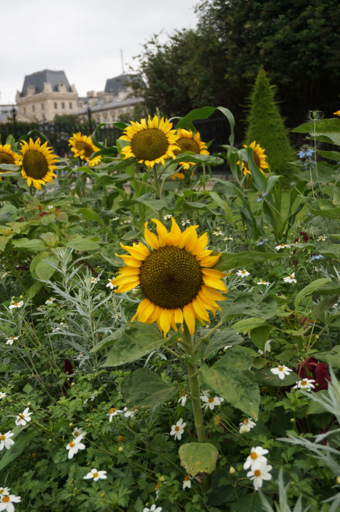 Just one of the beautiful flower beds outside Notre Dame